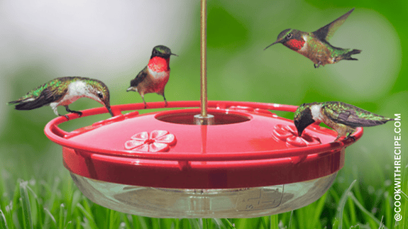 hummingbird nectar recipe